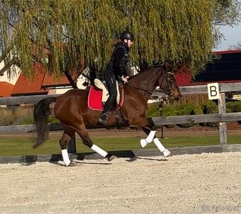 Klisna Welsh Cob 6 let