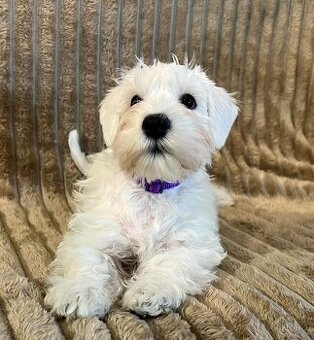 Knírač malý bílý s PP