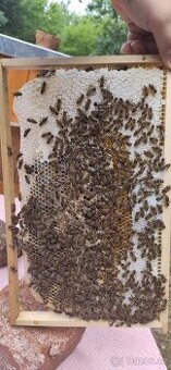 Kvalitní včelí oddělky 39x24, 2026