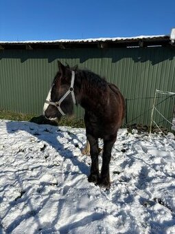 Letos roční puvodova kobyla IC - 1