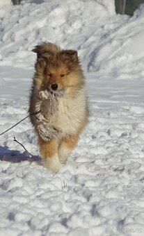 KOLIE DLOUHOSRSTA ZLATA Pes