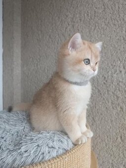 Koťátka britské kočičky s PP