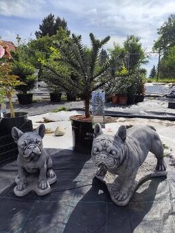 Socha buldok velký malý