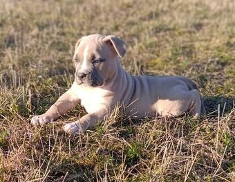 American Bully Standard