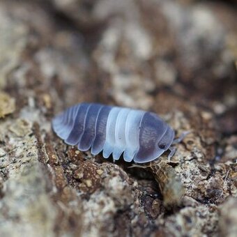 isopodi, stínky, svinky, mnohonožky, švábi