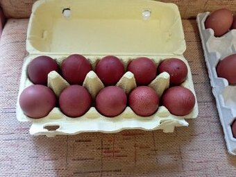 Nasadova vejce marans Brno