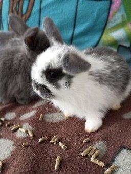 Zakrslý beránek králíček