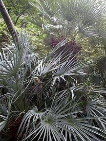 sazenice palma Chamaerops humilis - Žumara nízká