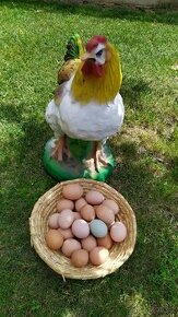 Domácí vejce - 1
