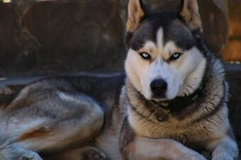 Sibiřský Husky na krytí