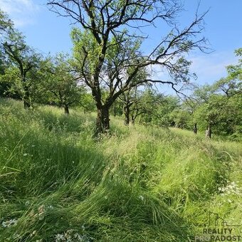 Prodej ovocného sadu 4 253 m2 v Koryčanech