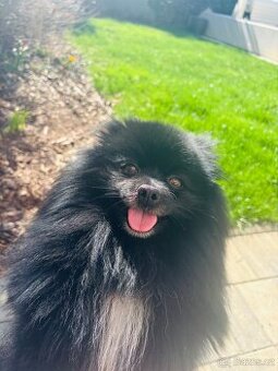 Pomeranian kryti