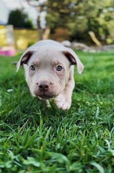 American Bully XL