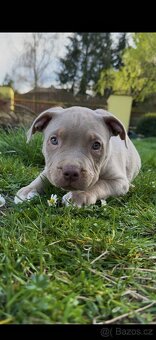 American Bully XL s pp