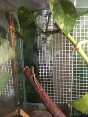 Lepidodactylus lugubris