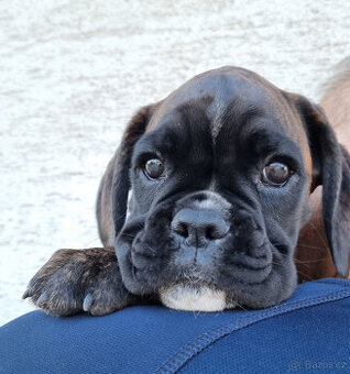 Štěňátka Německý boxer s PP
