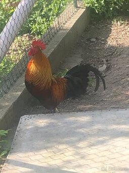Zdarma za odvoz kohouta ČZK