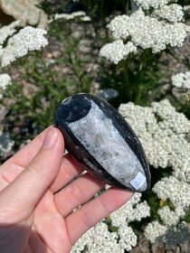 Minerály - Orthoceras (Maroko)