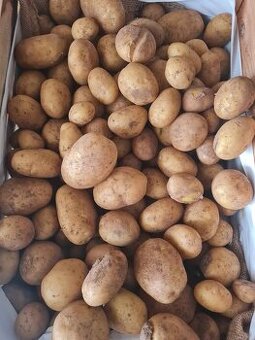 Nové brambory DOVOZ 15kg-300kč - 1