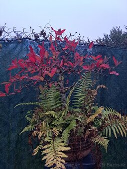 Bonsai Nyssa Sylvatica [Tupela lesní]