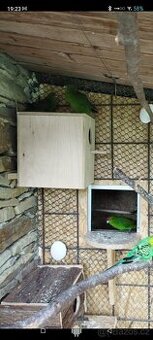 Kakariky