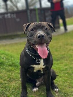 Americký pitbulteriér