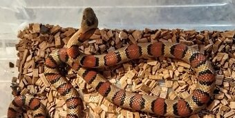 Lampropeltis mexicana thayeri