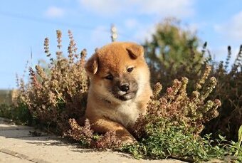 Shiba inu s PP