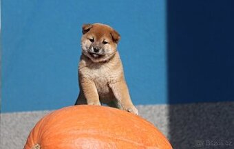 Shiba inu s PP