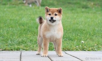 Shiba inu s PP