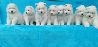 Štěňátka samojeda s PP