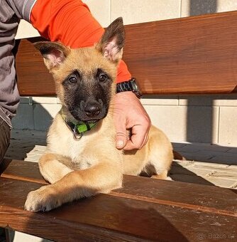 Belgický ovčák malinois