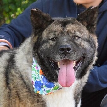 MACI K ADOPCI - přátelská, hravá, vděčná, vhodná k dětem