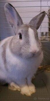 Daruji králíka