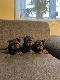 Jorkšírský teriér bez PP