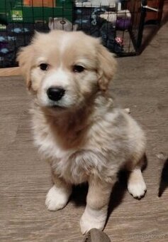 Zlatý retrívr - holčička již k odběru