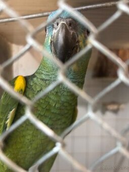 Amazoňan modročelý