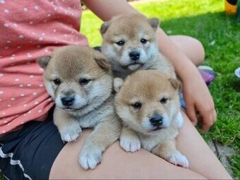 Krásná štěňata Shiba Inu