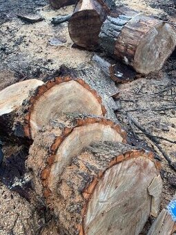 Palivové dřevo topol