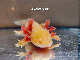 Na prodej Axolotl - Axolotly.cz