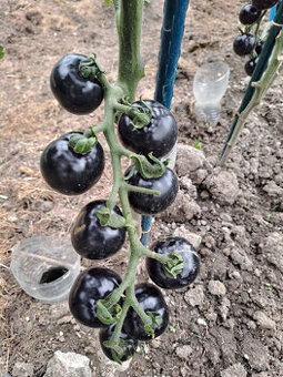 Černé rajče (indigo) semínka