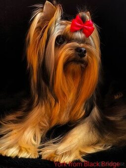 Jorkšírský teriér s PP (FCI)