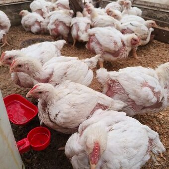 Prodám domácí brojlerová kuřata