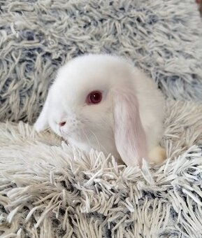 Minilop - anglický zakrslý beránek