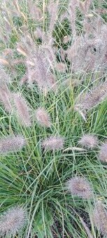 Okrasné trávy a panašovaný velkolistý barvínek