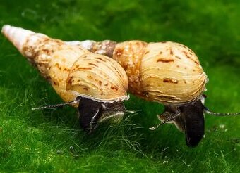 Piskořka vežovitá, akvarijní šnek (Melanoides tuberculata)