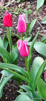 Cibulky tulipánů - směs barev - - viz text a foto - 1
