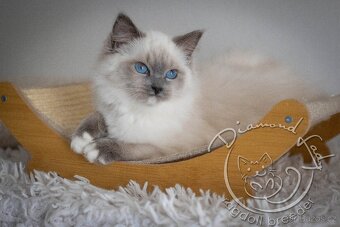 Ragdoll holčička s PP