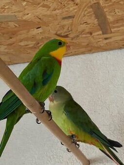 Papoušci nádherní – chovný pár na prodej 🦜❤️