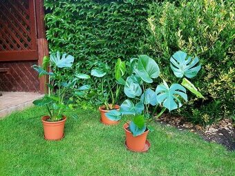 Monstera, Monstera Deliciosa, pokojové rostliny, pokojovky